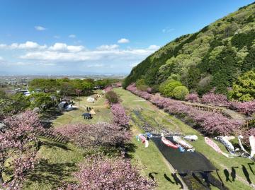 羽根谷だんだん公園キャンプ場　桜風景写真