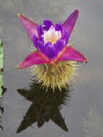 開花状況の写真その1