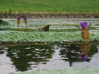 開花状況の写真その2