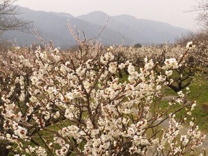 南濃梅園満開時の写真