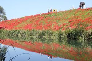 津屋川の彼岸花の写真（見頃の時の風景）その2