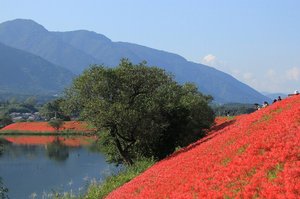 彼岸花と養老山脈の写真