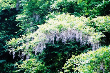 羽根谷だんだん公園のフジの写真