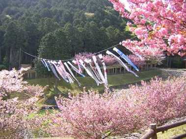 羽根谷だんだん公園の八重桜の写真