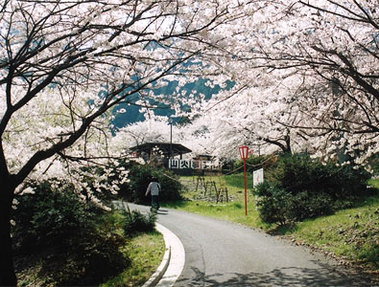 吉田出来山公園の桜の写真