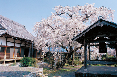 専通寺のしだれ桜の写真