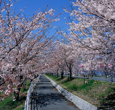 大榑川堤の桜並木の写真