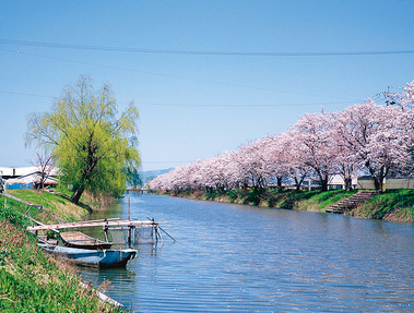中江川堤の桜の写真