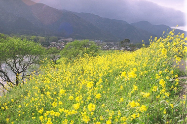 津屋川・揖斐川・長良川の菜の花の写真