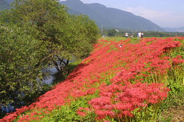 津屋川の彼岸花の写真