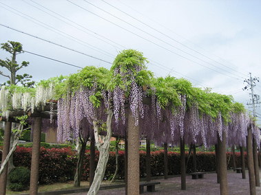 白山公園のフジの写真