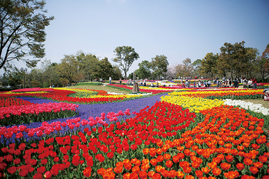 木曽三川公園センターのチューリップ 海津市