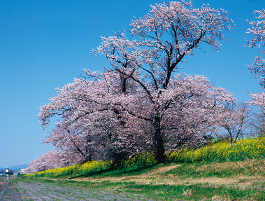 木曽川長良川背割堤の桜の写真