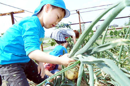 野菜収穫の様子