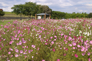 平田リバーサイドプラザの季節の花