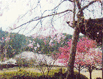庭田山頂公園の桜の写真