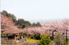 吉田出来山公園の桜の写真
