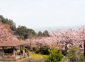 吉田出来山公園の写真