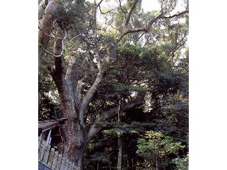松山諏訪神社の大クスの写真