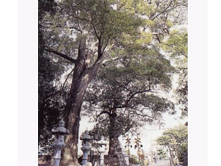杉生神社欅の写真