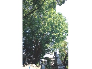 八幡神社のイチョウの写真