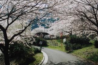 出来山の千本桜の写真