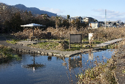津屋川水系清水池ハリヨ生息池の写真