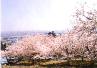 出来山の千本桜の写真