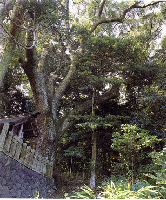 松山諏訪神社の大クスの写真