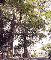 杉生神社のケヤキの写真