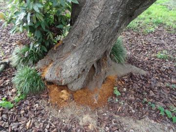 クビアカツヤカミキリ被害の写真