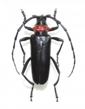 クビアカツヤカミキリの成虫のメスの写真