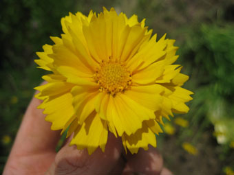 オオキンケイギクの八重咲きの花
